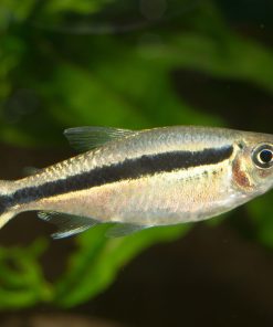 Schrägschwimmer (Thayeria boehlkei)