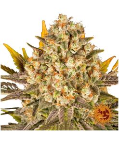 Banana Punch – Barney’s Farm