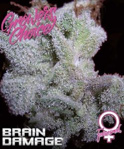 Growers Choice – Braindamage (Auto)