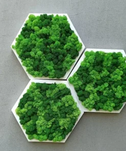 Moosbild Hexagon mit Islandmoos